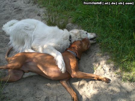 Maremmaner Hirtenhund Alyssa  und Marlon