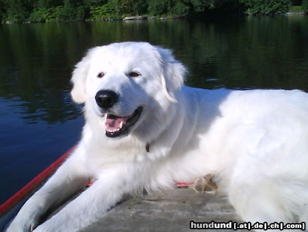 Maremmaner Hirtenhund Alyssa auf der Ruhr