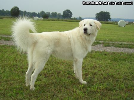 Maremmaner Hirtenhund Fotos von einem knapp 2 Jahre alten Maremmanen-Rüden, 80 cm Schulterhöhe, 50 kg schwer!!