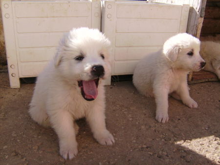 Maremmaner Hirtenhund Maremmanowelpen