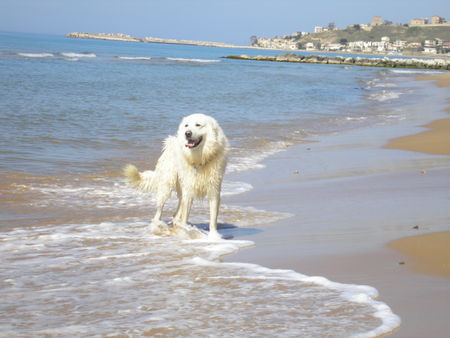 Maremmaner Hirtenhund Ciatumé - Maremmanoruede