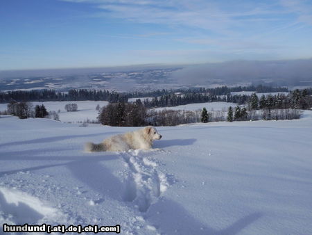 Maremmaner Hirtenhund Luna im Schnee