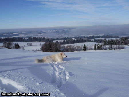 Maremmaner Hirtenhund Hunde Foto 45309 in höherer Auflösung ansehen Maremmaner Hirtenhund Luna im Schnee