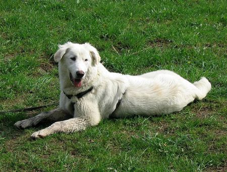 Maremmaner Hirtenhund Stella