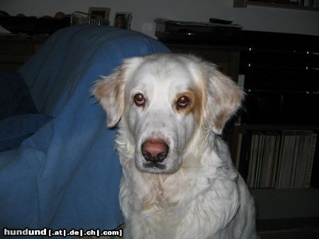 Maremmaner Hirtenhund Das ist unsere Mendy