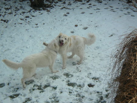 Maremmaner Hirtenhund Bianco beim Scherzen mit seinem Schützling Molly; Bianco ist leider im Juli 06 an einer Langwierigne Zeckenkrankeit aus Italien mit 4 Jahren verstorben.