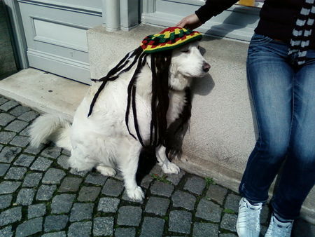 Maremmaner Hirtenhund Rasta Luna