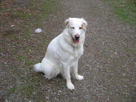 Maremmaner Hirtenhund ich kann auch ganz brav warten