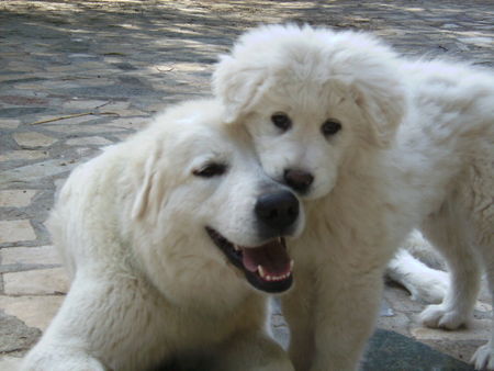 Maremmaner Hirtenhund Maremmanohuendin mit Welpen