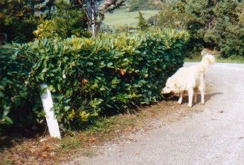 Maremmaner Hirtenhund Fehlerhaftes Upload - Absender ging verloren!