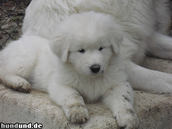 Maremmaner Hirtenhund Alisea Di Bosco Verde