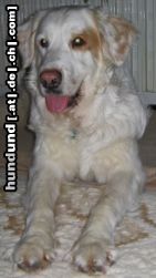 Maremmaner Hirtenhund Hunde Foto 19336 Maremmaner Hirtenhund Das ist unsere Mendy