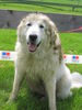 Maremmaner Hirtenhund Foto: ANNA liebt Kuhfladen (ID 34946) Maremmaner Hirtenhund Hund