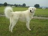 Maremmaner Hirtenhund Foto: Fotos von einem knapp 2 Jahre alten Maremmanen-Rüden, 80 cm Schulterhöhe, 50 kg schwer!! (ID 26416) Maremmaner Hirtenhund Hund