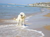 Maremmaner Hirtenhund Foto: Ciatumé - Maremmanoruede (ID 43847) Maremmaner Hirtenhund Hund