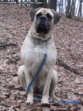 Mastiff Hunde Foto 16688 in höherer Auflösung ansehen Mastiff