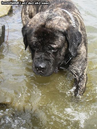 Mastiff Bulgrin am Rhein April 2009