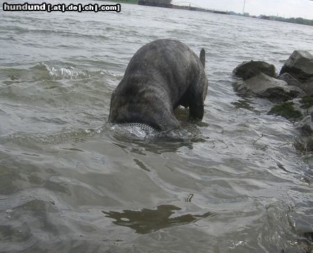 Mastiff Bulgrin am Rhein April 2009