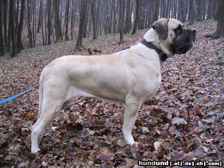 Mastiff Hunde Foto 16686 in höherer Auflösung ansehen Mastiff