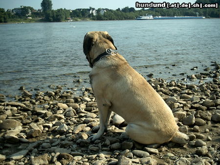 Mastiff Hunde Foto 25075 in höherer Auflösung ansehen Mastiff Sam am Rhein