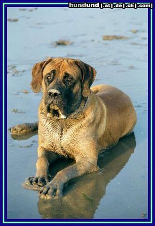 Mastiff Hunde Foto 5731 Mastiff Balu im Watt