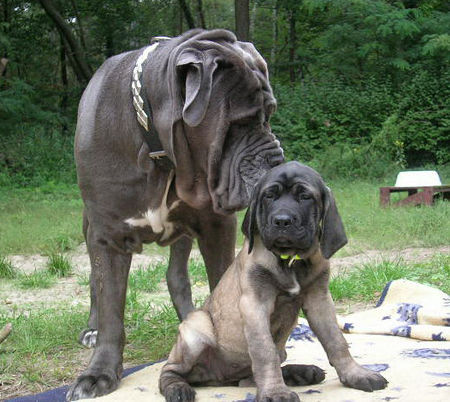 Mastiff Hunde Foto 34441 in höherer Auflösung ansehen Mastiff Jule 3 Monate
