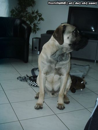 Mastiff Hunde Foto 18936 Mastiff Sam im Alter von 10 Monaten