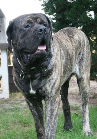 Mastiff Hunde Foto 33029 Mastiff Filou Krozair of Kregen 20 Monate