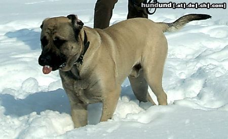 Mastiff Hunde Foto 19748 Mastiff Tegernsee 2005