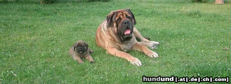 Mastiff Brunner mit Sohn