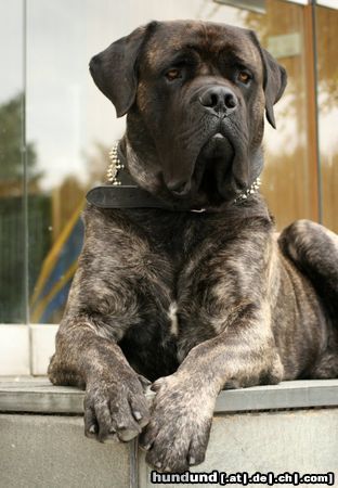 Mastiff Bulgrin im Sommer 2008