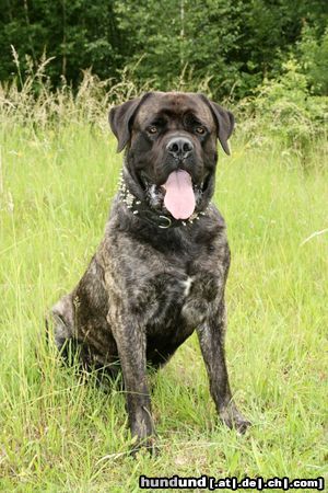 Mastiff Bulgrin im Sommer 2008