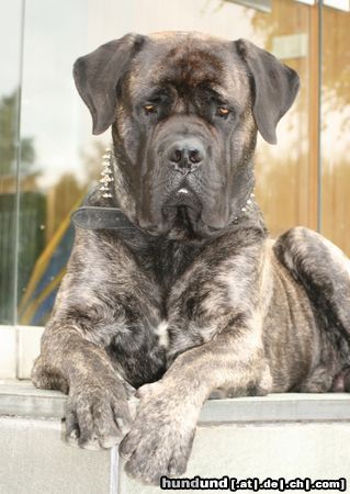 Mastiff Bulgrin im Sommer 2008