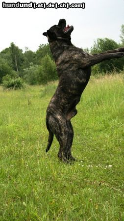 Mastiff Bulgrin im Sommer 2008