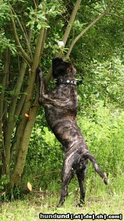 Mastiff Bulgrin im Sommer 2008