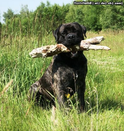 Mastiff Bulgrin im Sommer 2008