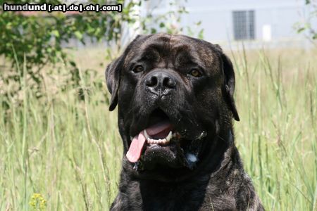 Mastiff Bulgrin im Sommer 2008