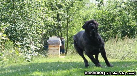 Mastiff Bulgrin im Sommer 2008