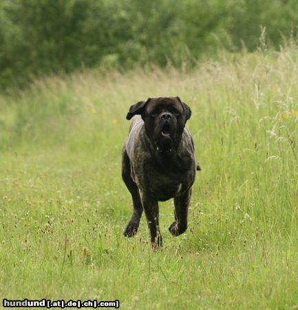 Mastiff Hunde Foto 44343 Mastiff Bulgrin im Sommer 2008