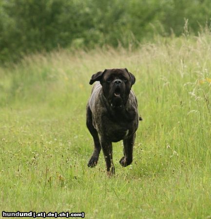 Mastiff Bulgrin im Sommer 2008