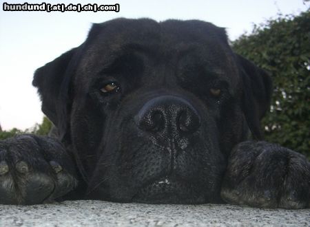 Mastiff Bulgrin im Sommer 2009