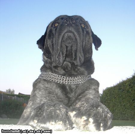 Mastiff Bulgrin im Sommer 2009