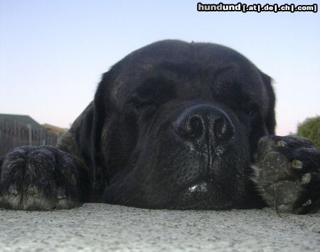 Mastiff Bulgrin im Sommer 2009