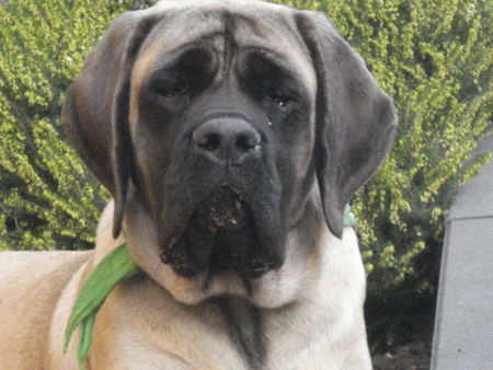 Mastiff das ist Maggy, 8 Monate alt, 36 kg, Schulterhöhe 60 cm