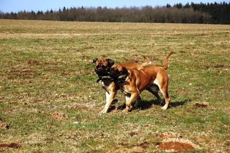 Mastiff Hunde Foto 30434 in höherer Auflösung ansehen Mastiff