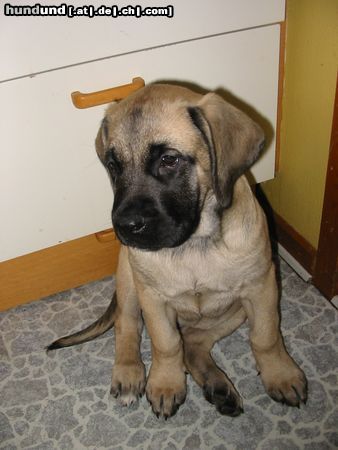 Mastiff Hunde Foto 12892 Mastiff Dina 9 weeks old