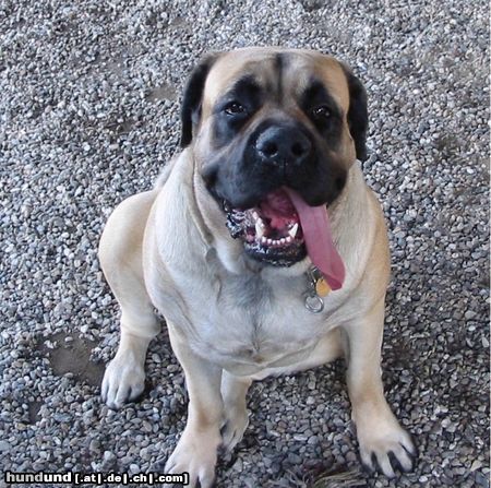 Mastiff Hunde Foto 11296 Mastiff The Mastiff Dina