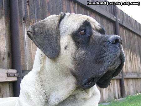 Mastiff Hunde Foto 16687 in höherer Auflösung ansehen Mastiff