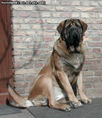 Mastiff Eischa von Westerbroek