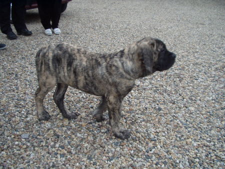 Mastiff Falk vom Großen Löwen
